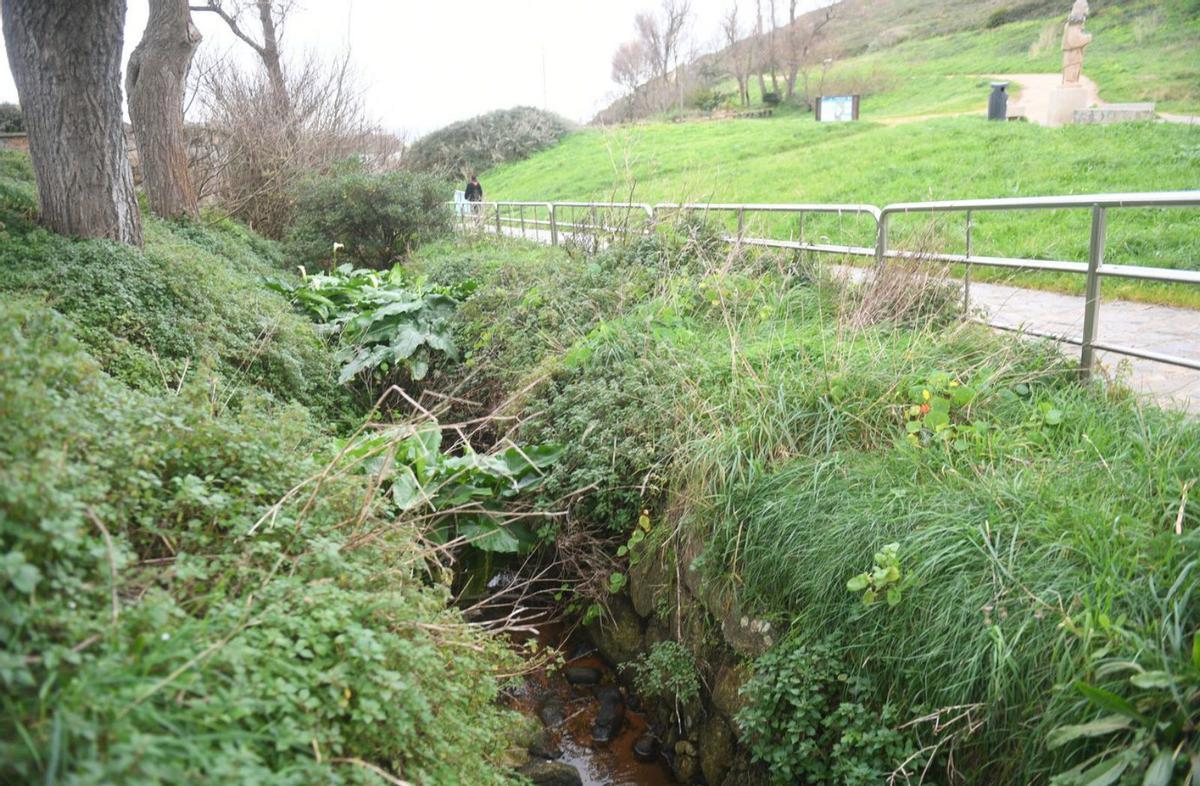 Árboles y vegetación en el rego da Lagoa, cuyo bosque de ribera se ampliará. |  Carlos Pardellas
