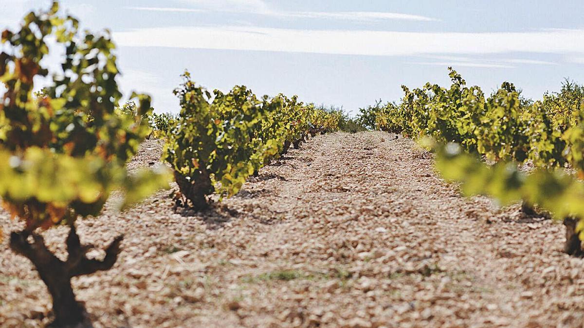 Viñedos de la denominación de origen de Jumilla.  | DOP JUMILLA