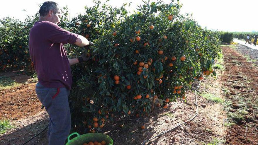 Avalancha de peticiones para ir a trabajar en la naranja en Castellón