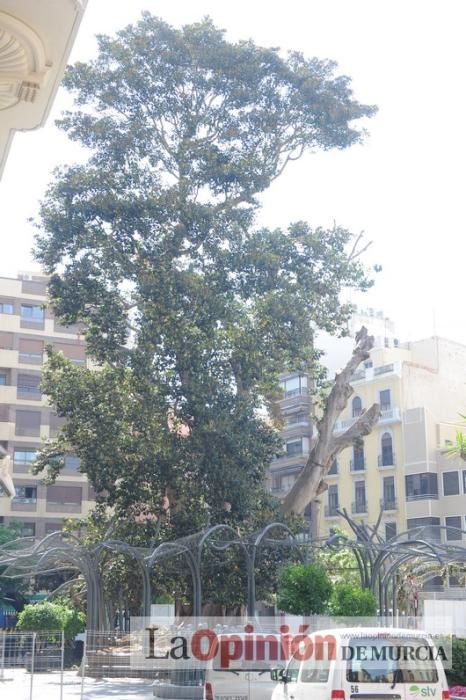 El día después de la caída de la rama del ficus de