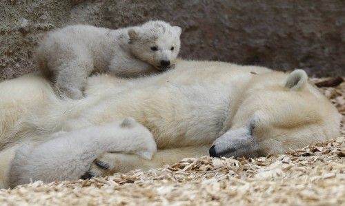 Twin polar bear lie on their mother Giovanna outside in their enclosure at Tierpark Hellabrunn in Munich