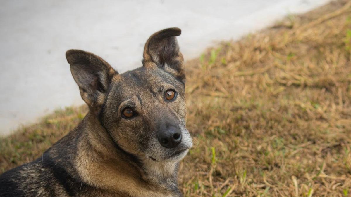 Uno de los perros que han estado en el refugio Can Gossos