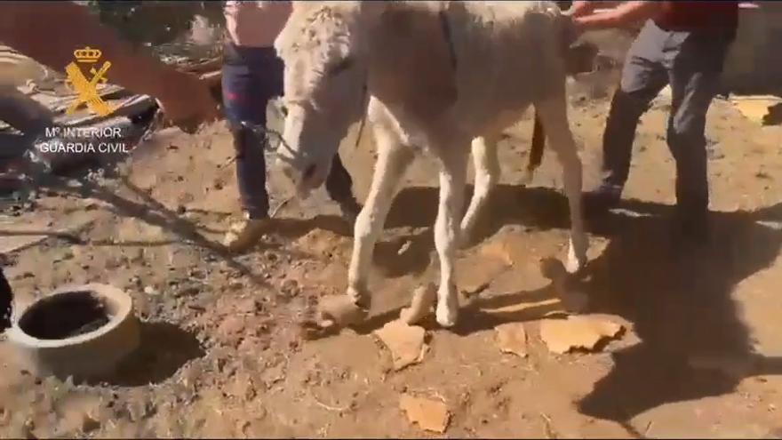 Más de 30 animales rescatados en Vecindario por maltrato y abandono