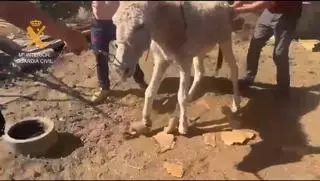 Horror en Vecindario: más de 30 animales rescatados en estado crítico en una finca abandonada