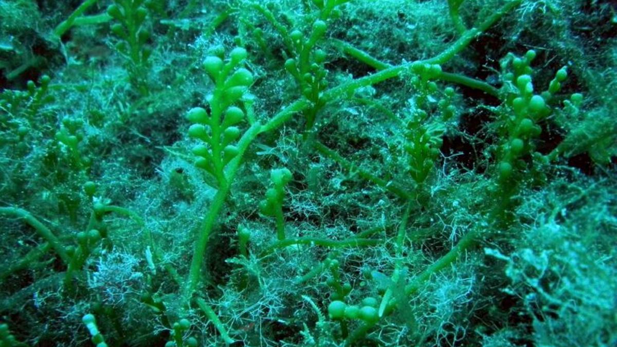 ‘Caulerpa cylindracea’: el alga australiana que amenaza los mares españoles
