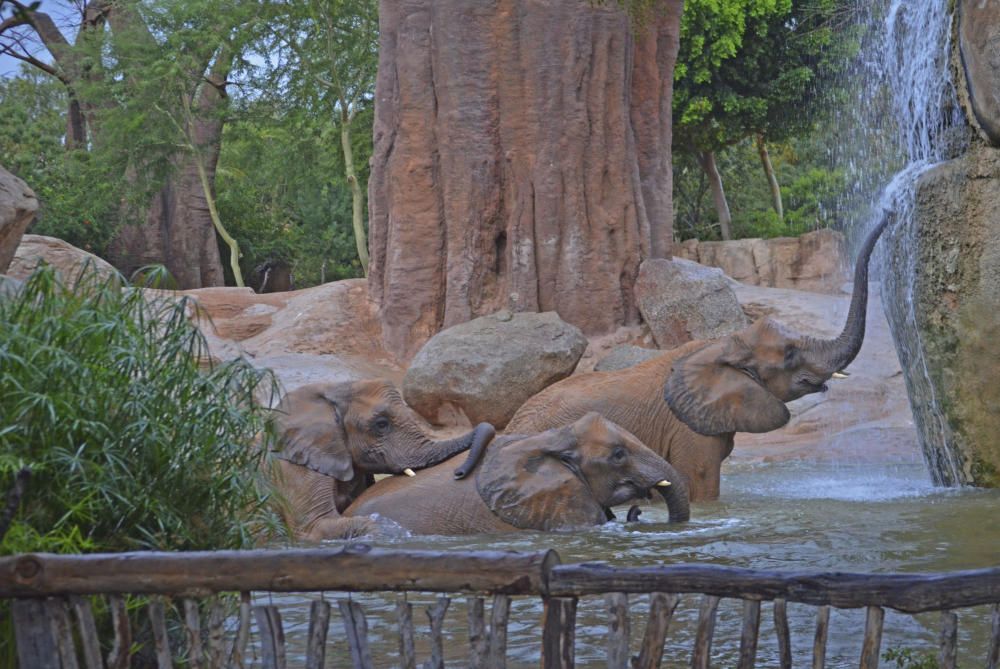 Tormenta de verano en Bioparc