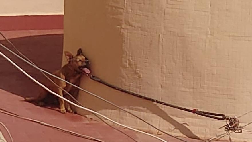 Dejan atado a un perro a una terraza durante cuatro días días hasta que muere por un golpe de calor en Torrevieja