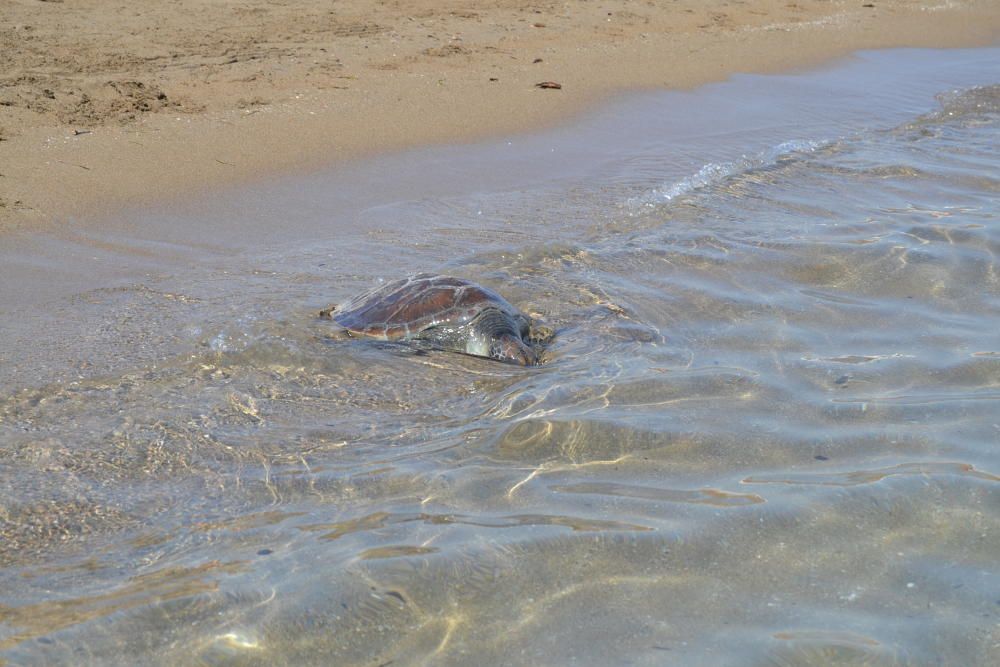 Suelta de tortugas en Dénia