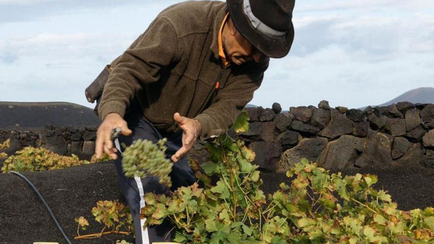 Un momento de la vendimia de la Bodega El Grifo. | | LP/DLP