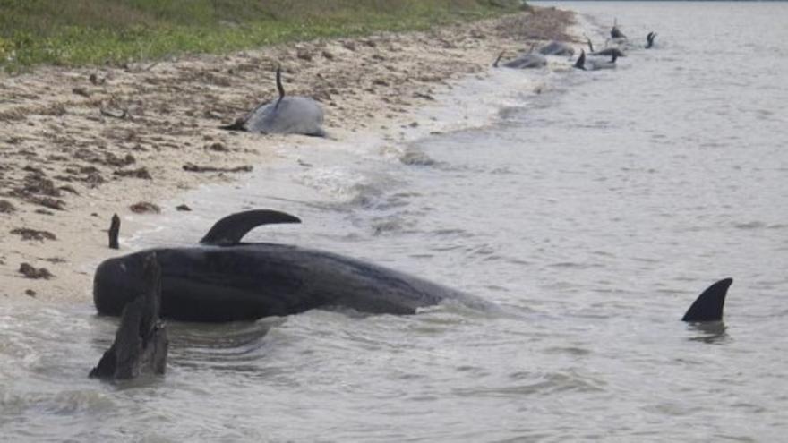 Una manada de ballenas se queda varada en aguas de Florida