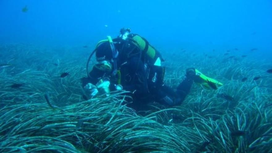 Un submarinista disfruta de una pradera de posidonia oceánica en el paraje natural de Maro-Cerro Gordo.