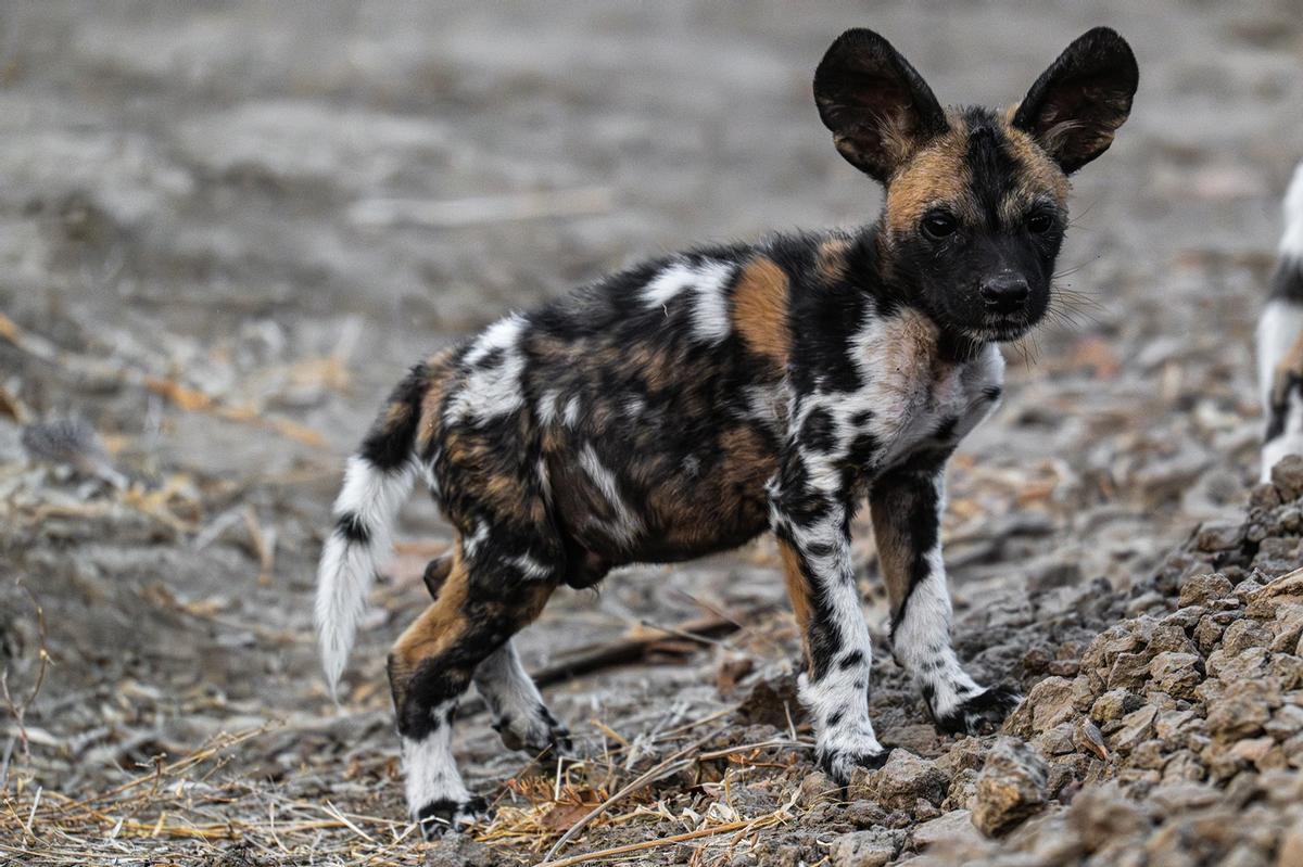 Cachorro de licaón