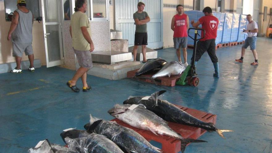 10 barcos inician la pesca del atún rojo en modalidad olímpica en Vinaròs