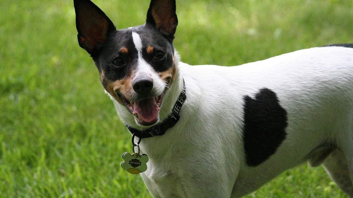 Rat terrier.