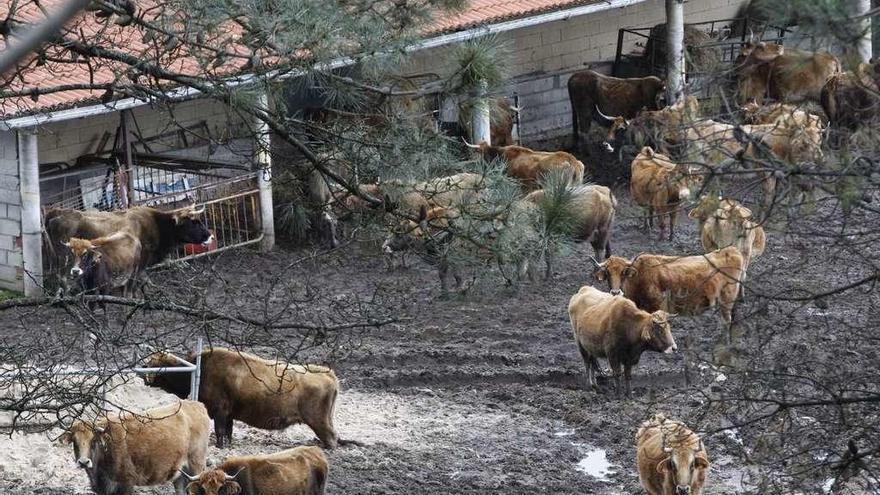 Las vacas en la explotación ganadera de San Cosme. // Jose Lores