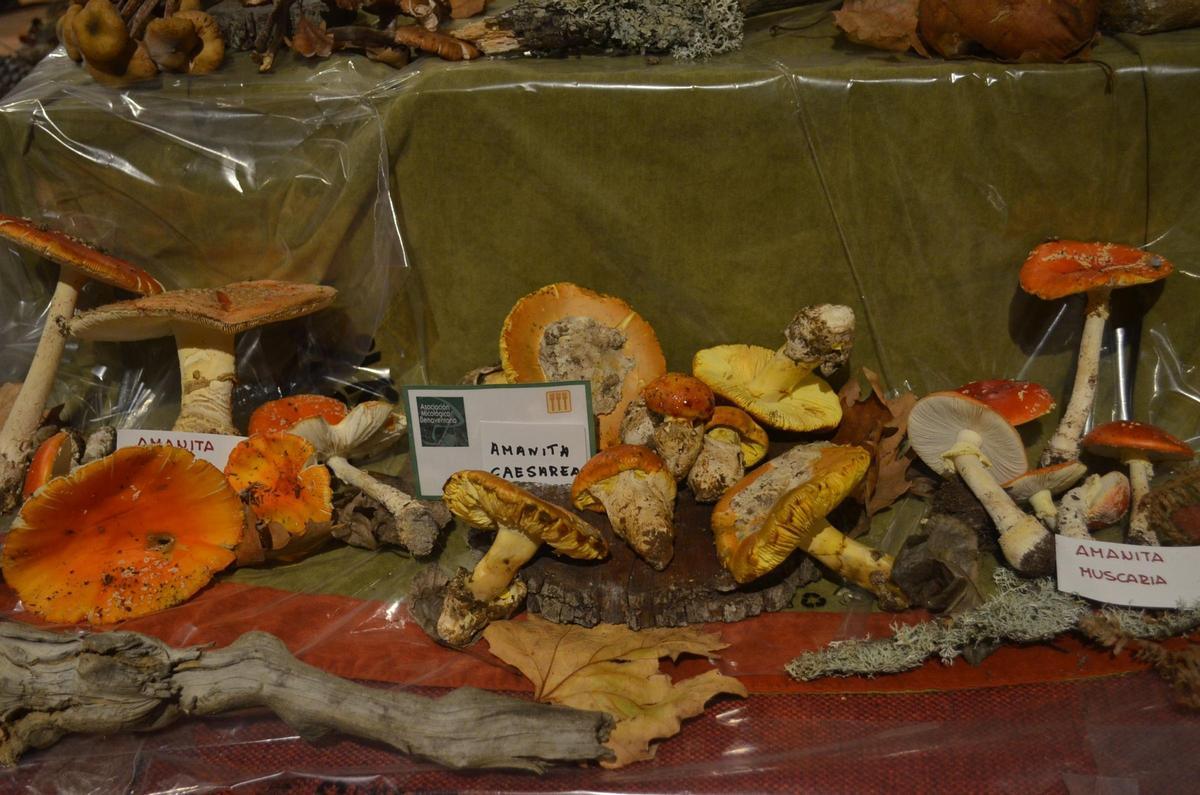 La Exposición Micológica de Benavente, en imágenes