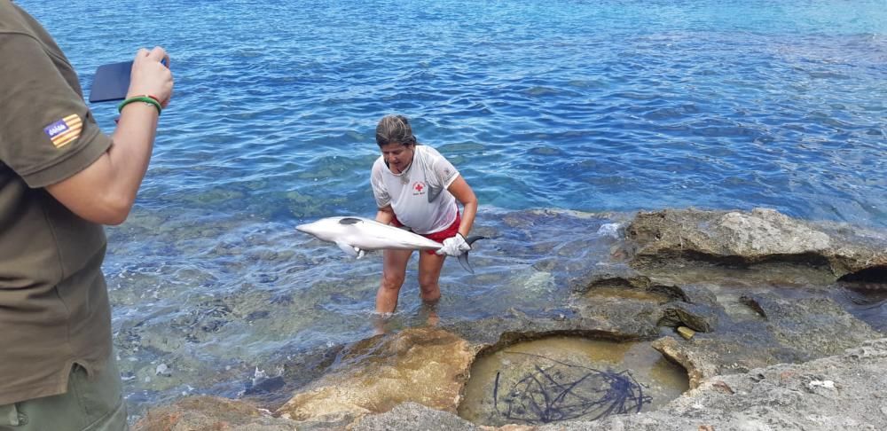 Se desconocen las causas del fallecimiento del cetáceo, que fue avistado ya moribundo por un bañista