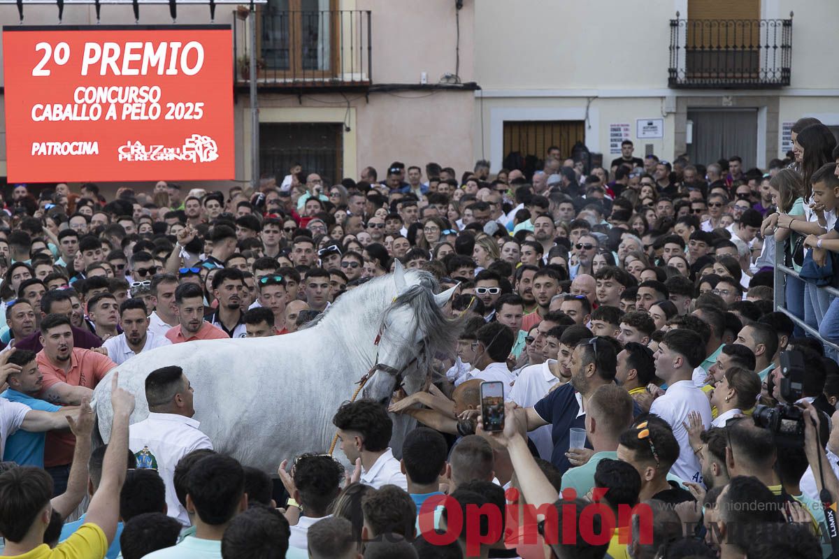 Fiestas de Caravaca | Entrega de premios del concurso morfológico