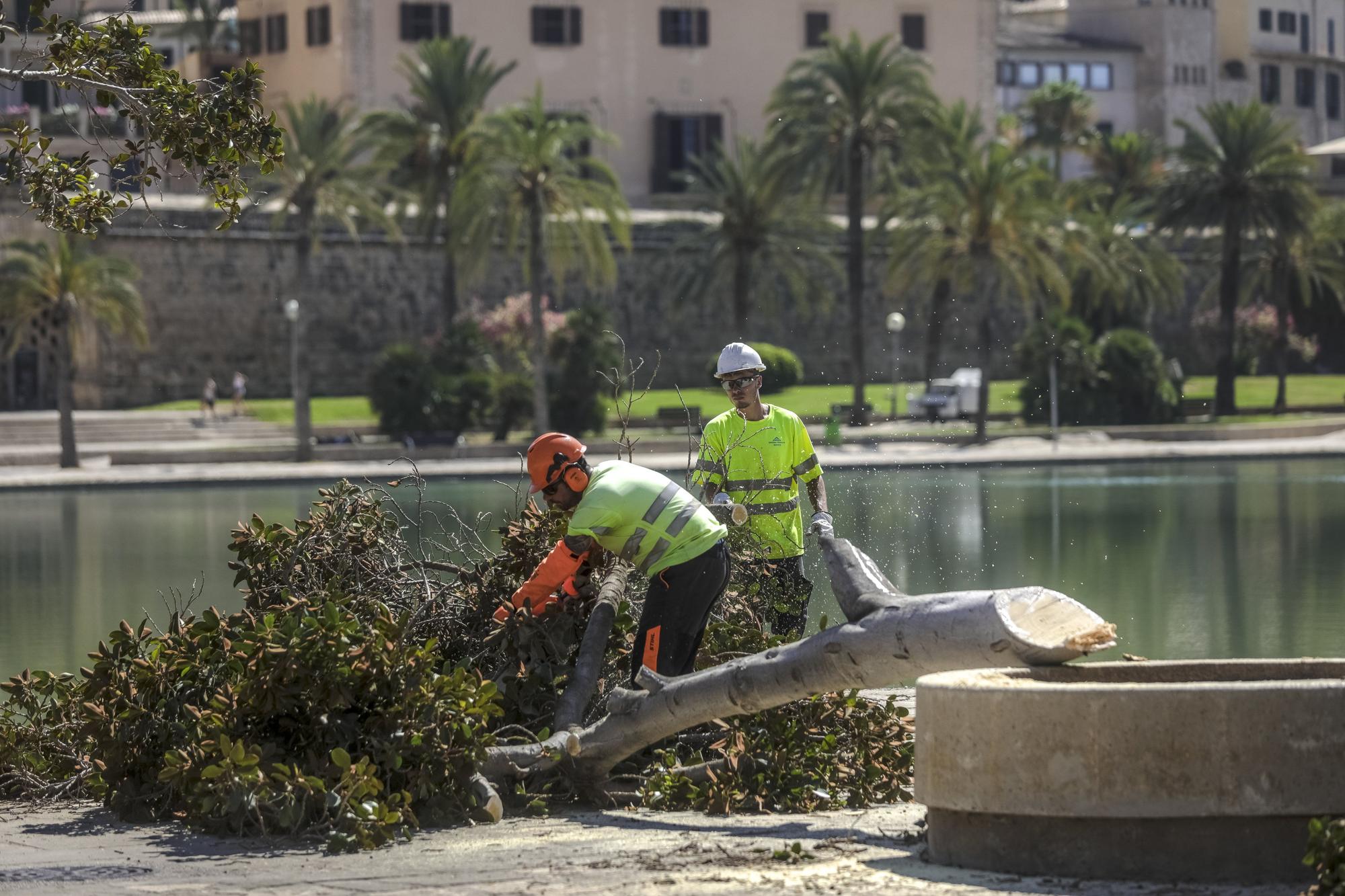 Iniciada la restauración del Parc de la Mar con el cerramiento de la zona de obras