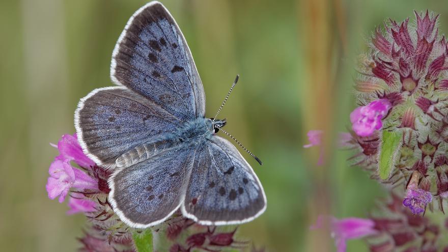 ¿Por qué Barcelona y Madrid se están quedando sin mariposas este verano?