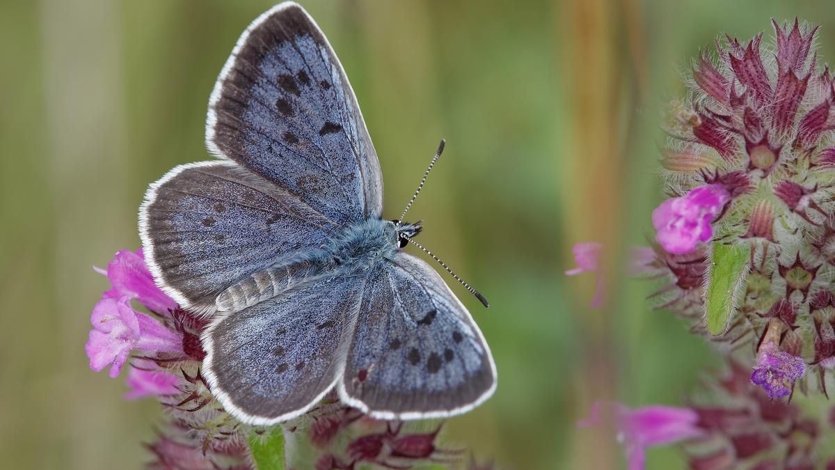 ¿Por qué Barcelona y Madrid se están quedando sin mariposas?