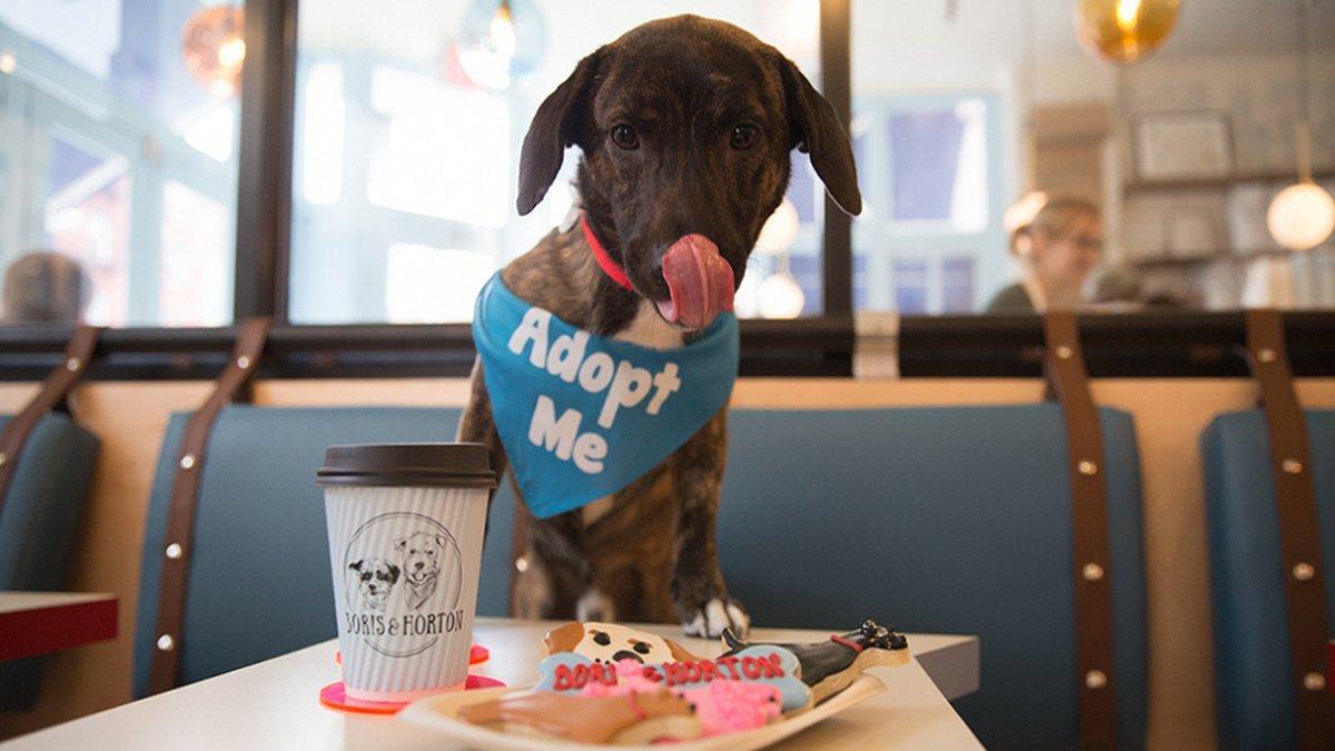 Una cafetería en Madrid ofrece un plan alternativo con cachorros de perro