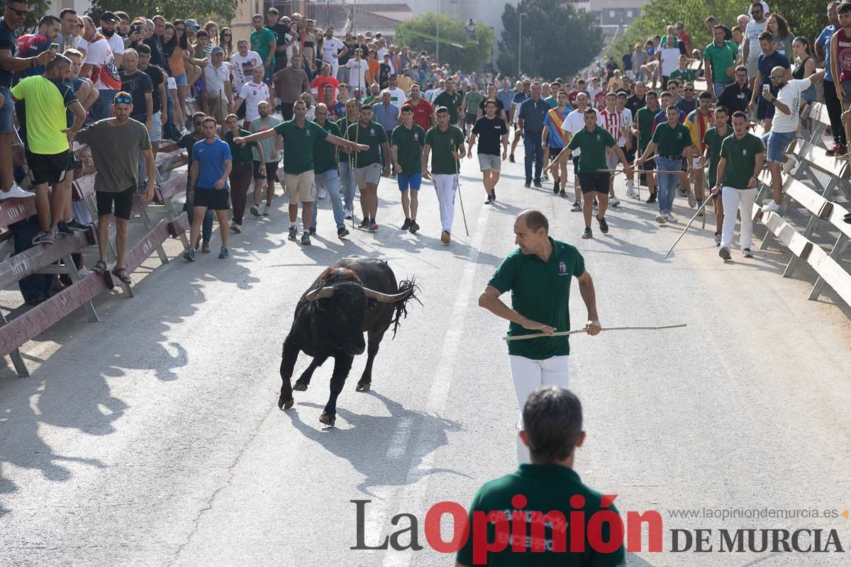 Quinto encierro de la Feria Taurina del Arroz en Calasparra