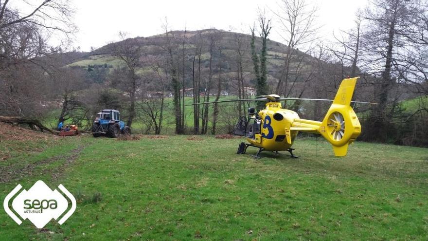 Herido tras caerle un árbol, cuando cortaba leña en una finca en Sariego