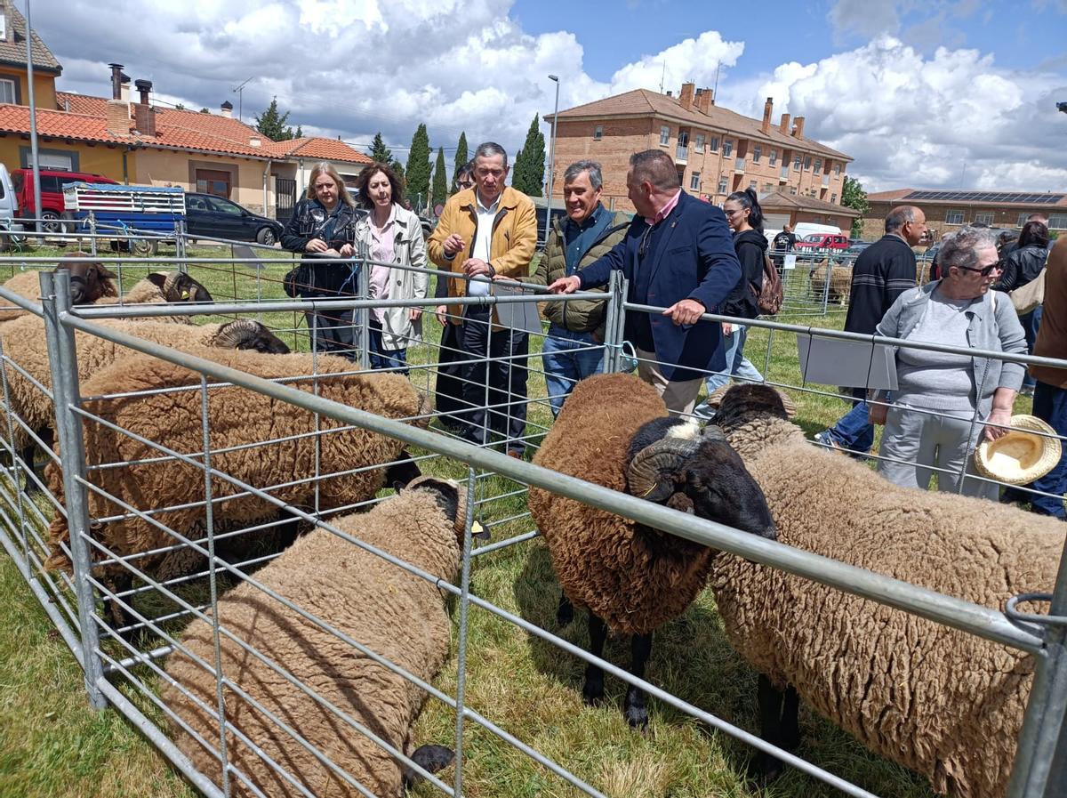 GALERÍA | La raza “Castellana”, alma y corazón del medio rural en Carbajales GALERÍA | La raza “Castellana”, alma y corazón del medio rural en Carbajales