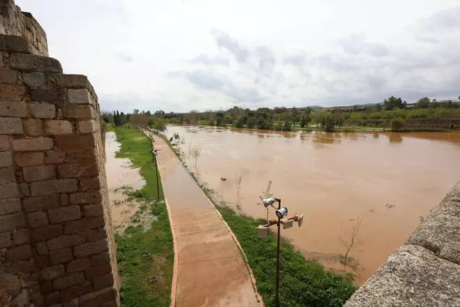 Así de crecido pasa el caudal del río Guadiana por Mérida