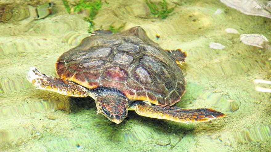 Un ejemplar de tortuga boba, en el centro de recuperación de especies marinas de Sant Antoni.