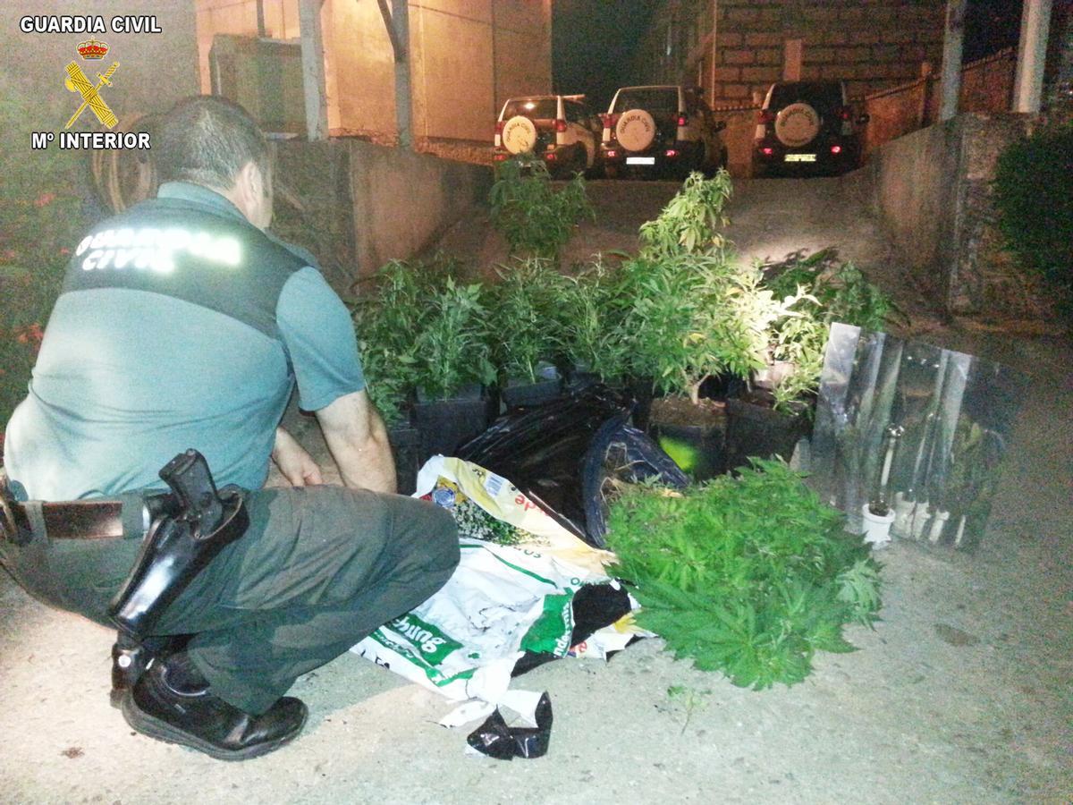 UN AGENTE DE LA GUARDIA CIVIL, ANTE LAS PLANTAS DE MARIHUANA INCAUTADAS EN UNA VIVIENDA DE LA PARROQUIA DE TREMOEDO, EN VILANOVA DE AROUSA. DROGA. HACHIS. PLANTACION