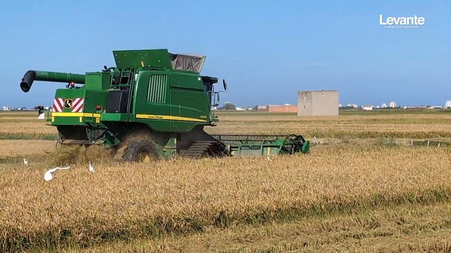 Los arroceros inician la siega en la Ribera con una campaña que "siembra" dudas