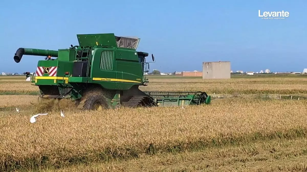 La caída de precios y de producción amenazan con extender el abandono de cultivos al arrozal