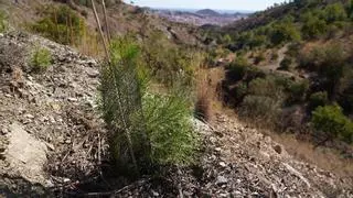 La Junta culmina los trabajos de reforestación de la margen derecha del Guadalmedina