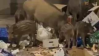 VIDEO | Los vecinos de Alcossebre están hartos: una piara de jabalís se alimenta a sus anchas de la basura junto a unos contenedores