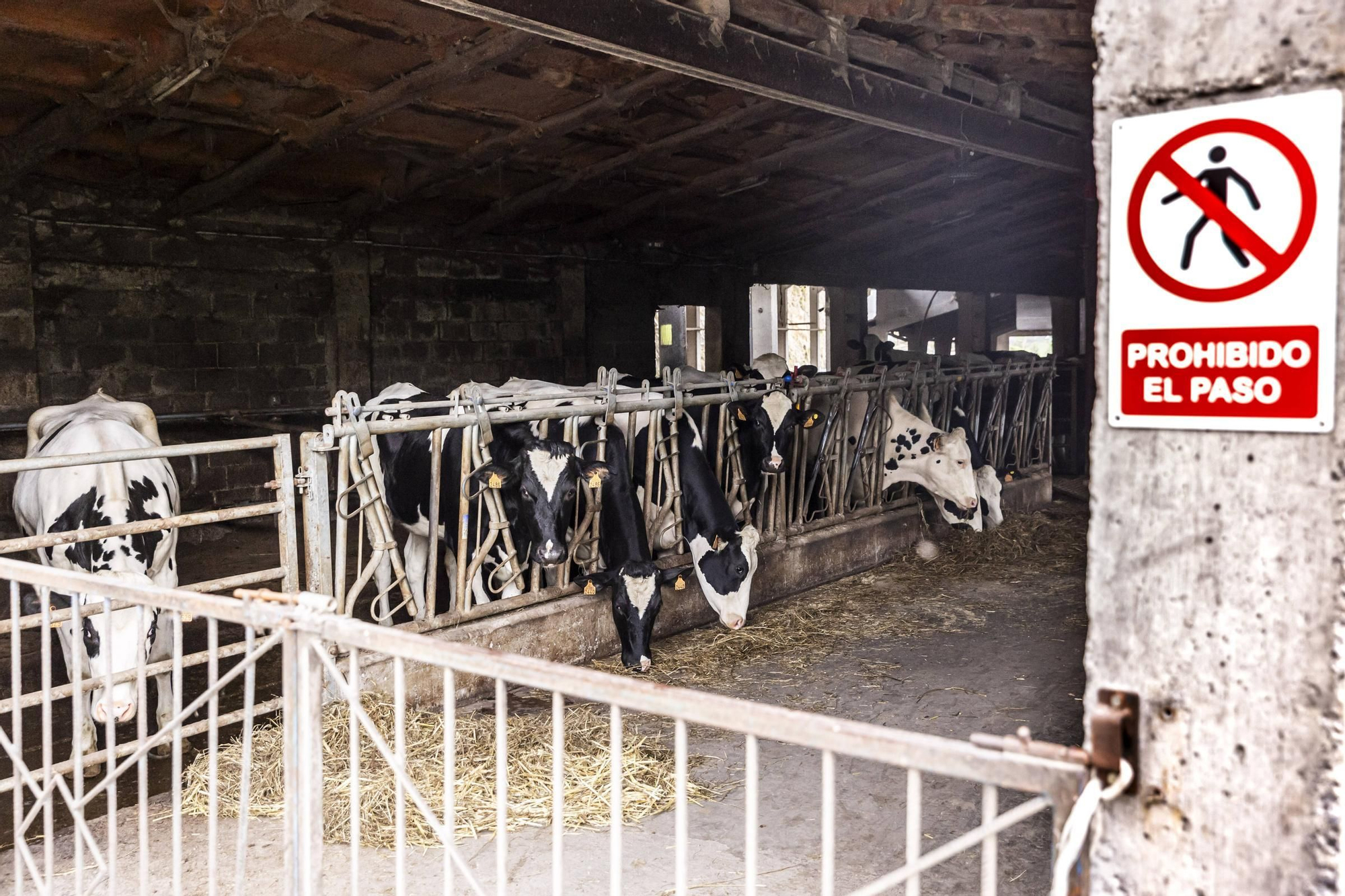 En imágenes | Un viaje por el drama de las vacas de Tineo