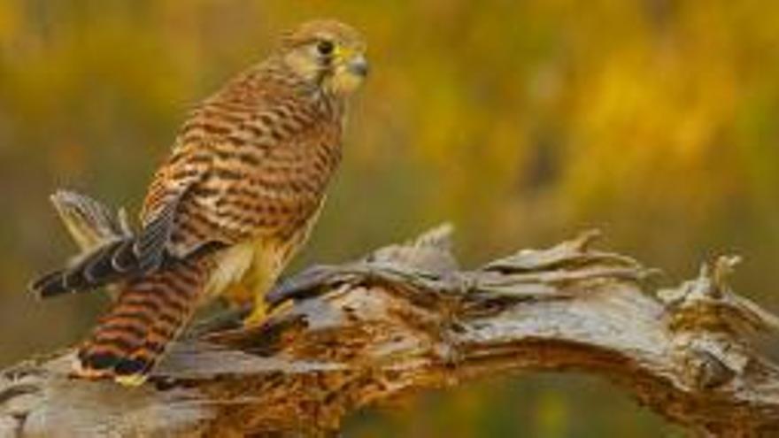 Cernícalos para detectar y arrinconar al picudo rojo