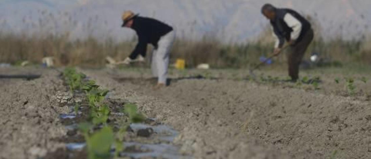 Dos agricultores realizando tareas en el campo de Elche.