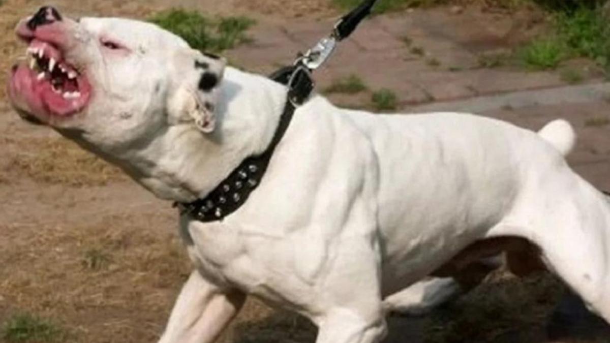 Imagen de un pitbull de color blanco, similar al del ataque mortal de Nules.