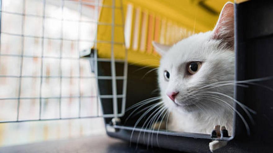 Las normas a cumplir para viajar con mascotas