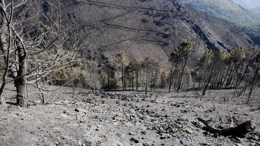 Superficie arrasada por el incendio de Navia en Os Ancares. // J.Vázquez