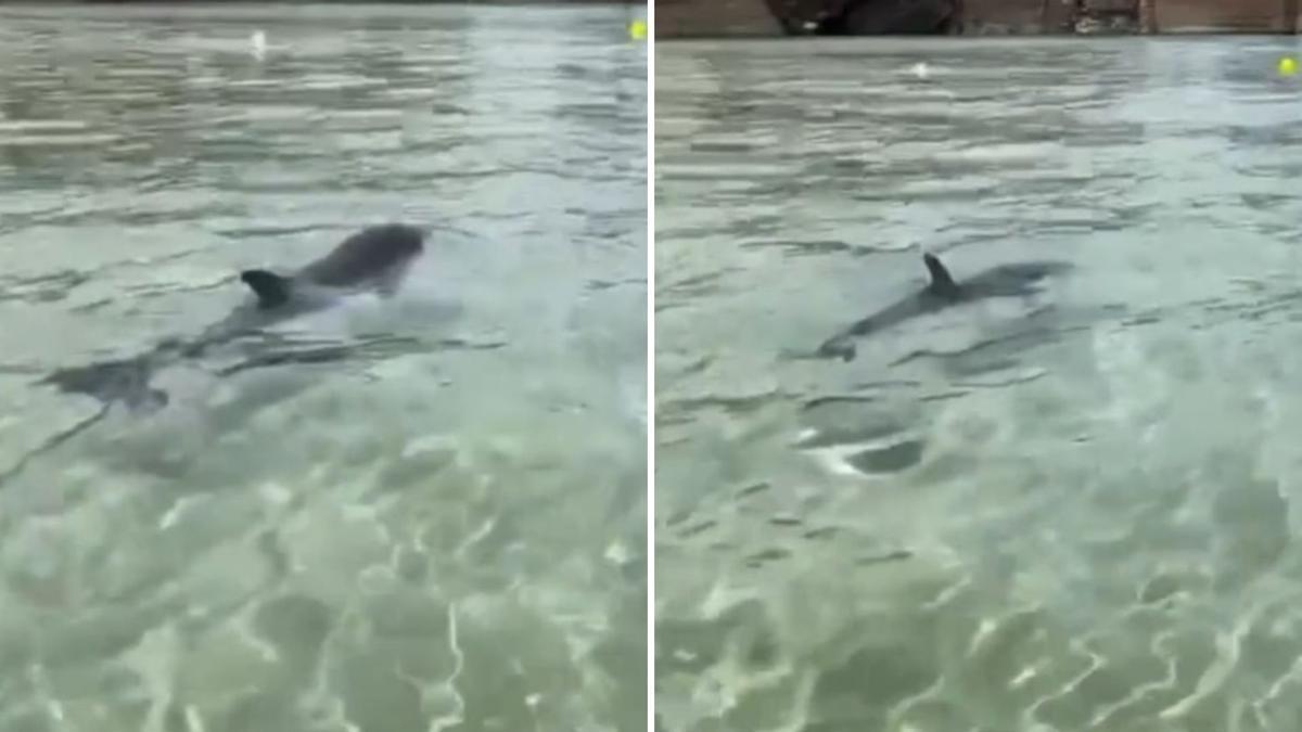 VÍDEO: Cría de delfín extraviada en la playa de Palombina, en Celoriu (Llanes)