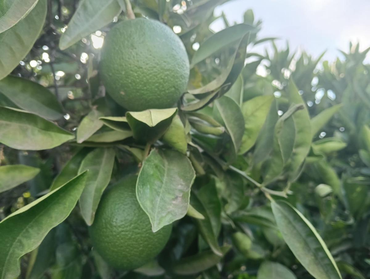 Explotación de naranjas, en una imagen reciente.