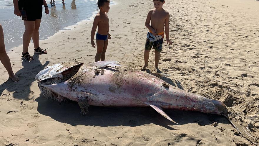 Aparece muerto un atún gigante a orillas del mar en La Manga