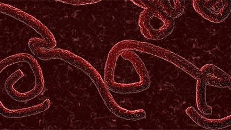 El virus del ébola se multiplica a gran velocidad.