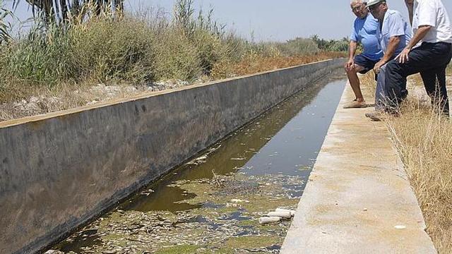 Imagen de los peces muertos que aparecieron flotando en uno de los azarbes del río Segura; junto a ellos, se encontraron botellas de productos tóxicos.