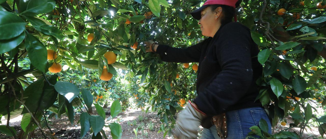 Una trabajadora recoge naranjas en un huerto de Castellón.