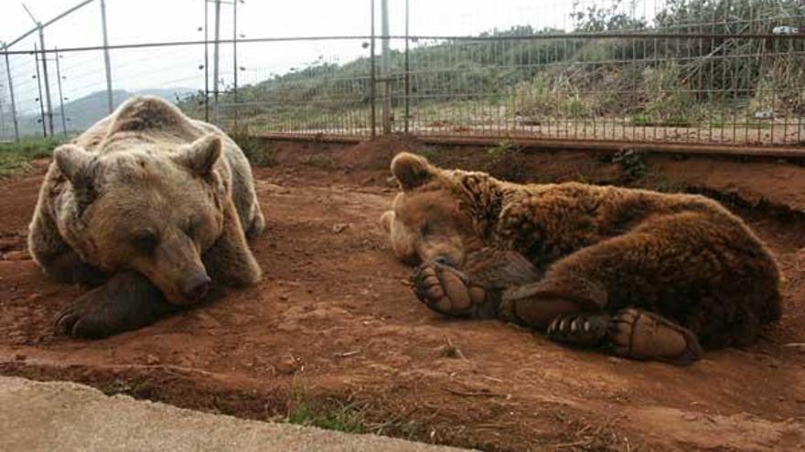 «Paca» y «Tola», durante su estancia en el parque de la naturaleza de Cabárceno, en Cantabria, en el año 2004.