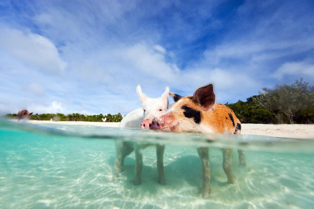 Pig Island, Bahamas